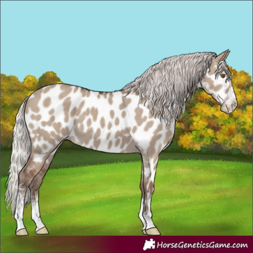 Horse Color:Silver Grullo Sabino Appaloosa