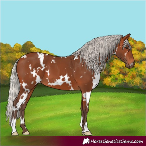 Horse Color:White Spotted Silver Brown