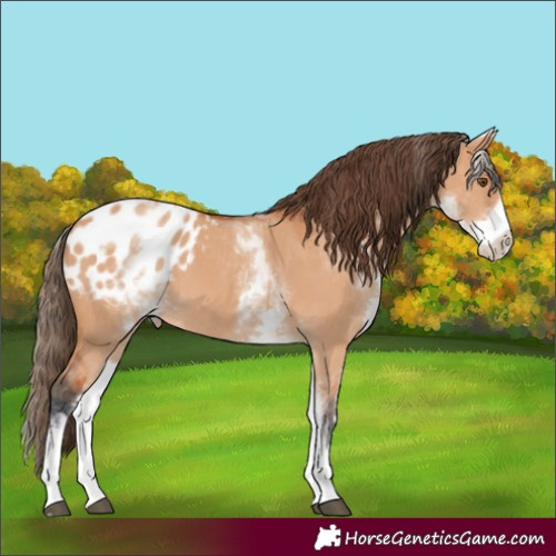 Horse Color:White Spotted Bay Dun Appaloosa