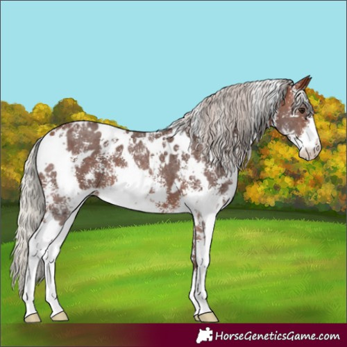 Horse Color:White Spotted Silver Bay Sabino