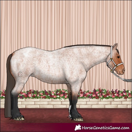 Horse Color:Bay Roan Appaloosa 