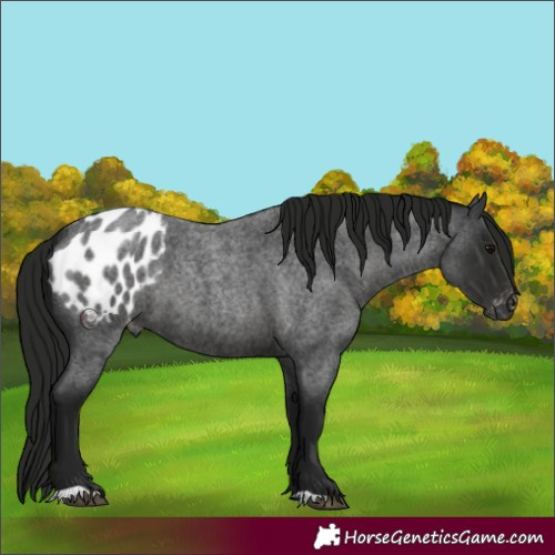 Horse Color:Gray Blue Roan Blanket 