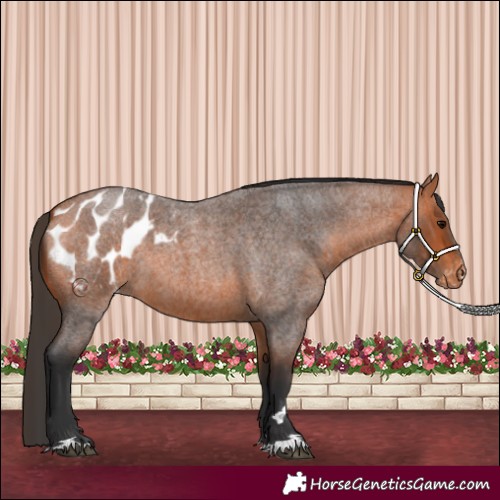 Horse Color:Bay Roan Appaloosa 