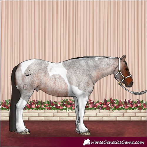 Horse Color:Gray Bay Roan Tobiano