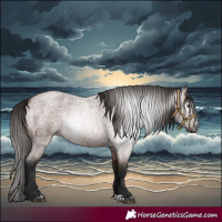 Horse Color:Gray Bay Roan 