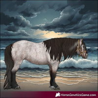 Horse Color:Gray Bay Roan