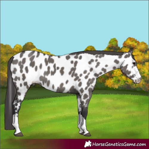 Horse Color:Grullo Appaloosa Rabicano 