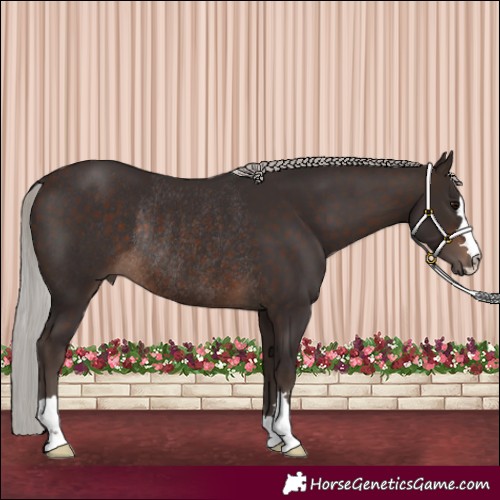 Horse Color:Silver Brown Rabicano 