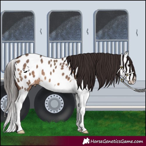 Horse Color:Brown Dun Splash Appaloosa 