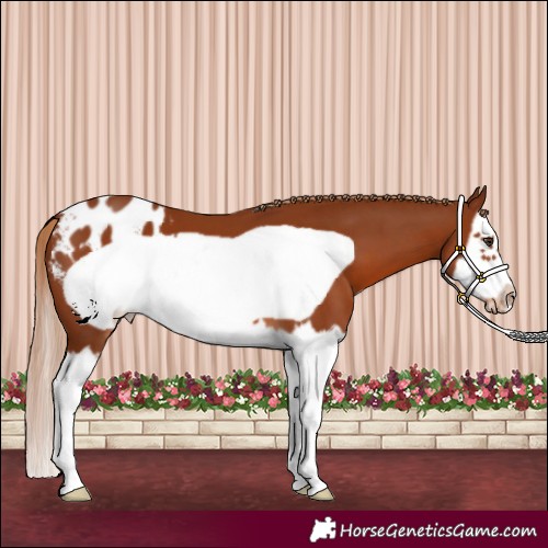Horse Color:Chestnut Splash Frame Appaloosa