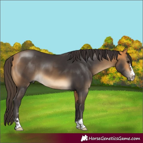 Horse Color:Buckskin