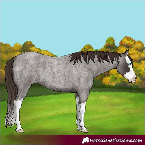 Horse Color:Liver Red Roan Splash 