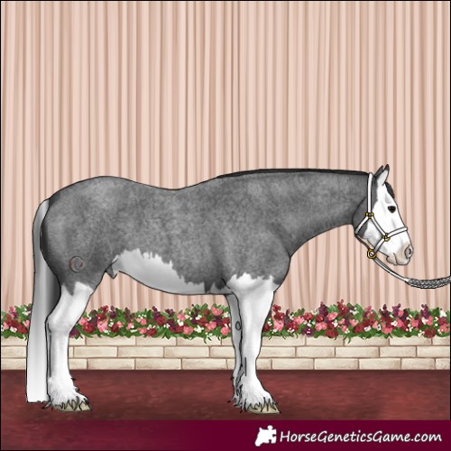 Horse Color:Blue Roan Splash 