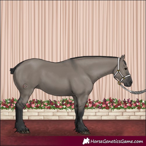 Horse Color:Unknown 