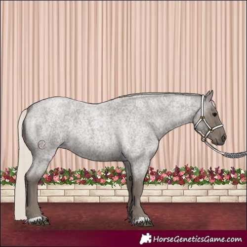 Horse Color:Silver Smoky Blue Roan