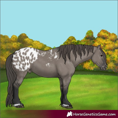 Horse Color:Grullo Appaloosa