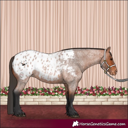 Horse Color:Bay Roan Appaloosa 