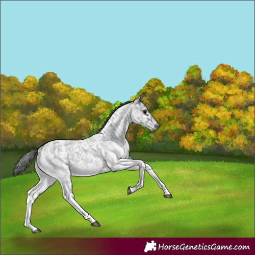 Horse Color:White Spotted Blue Roan Rabicano  and White Spotted Blue Roan Frame Rabicano 