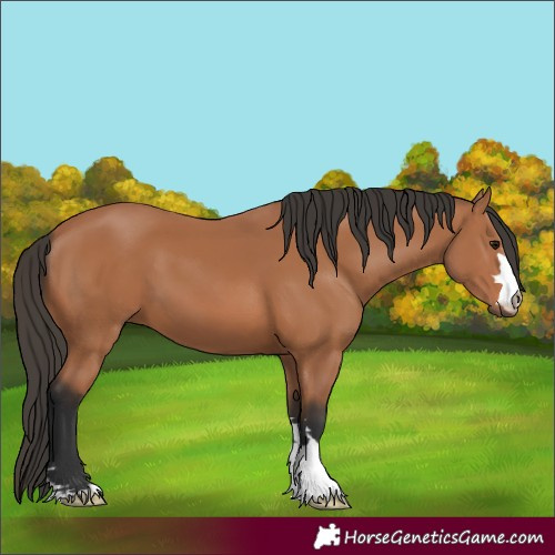 Horse Color:Bay 