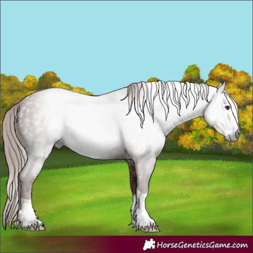 Horse Color:Gray Chestnut