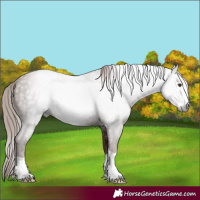 Horse Color:Gray Chestnut