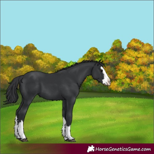 Horse Color:Black Splash
