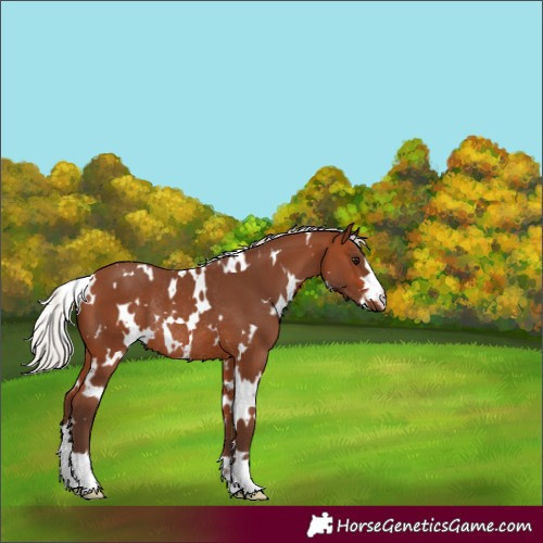 Horse Color:White Spotted Silver Brown Rabicano 