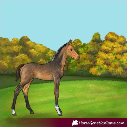 Horse Color:Buckskin Tobiano 