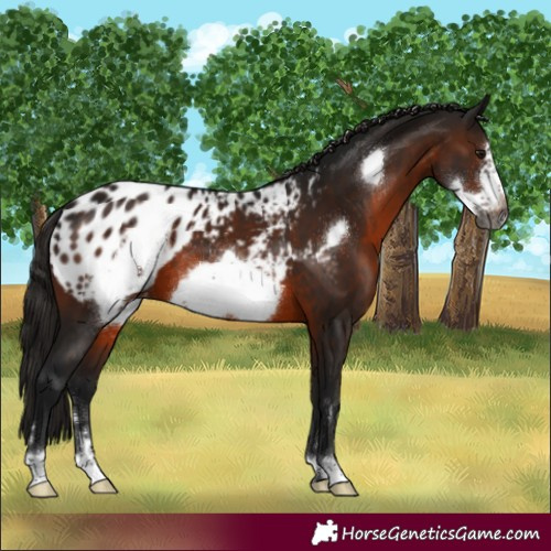 Horse Color:Gray Brown Frame Appaloosa 