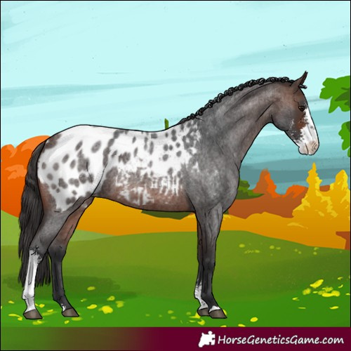 Horse Color:Brown Roan Sabino Appaloosa 
