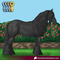 Horse Color:Black 