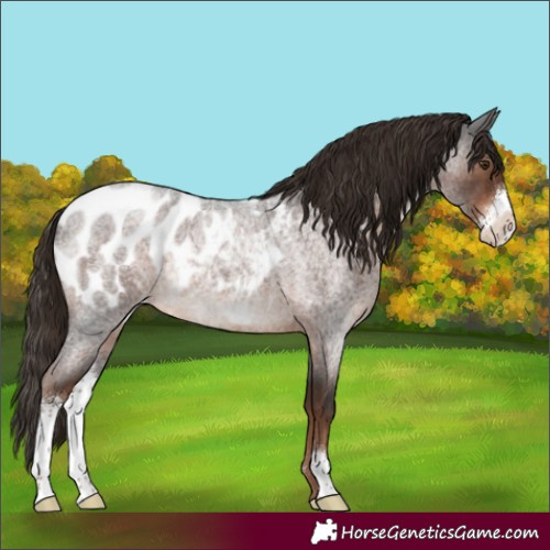 Horse Color:Liver Red Roan Sabino Appaloosa Rabicano 