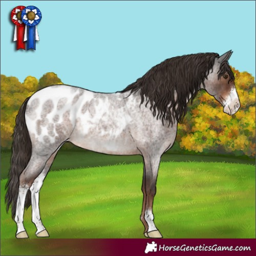 Horse Color:Liver Red Roan Sabino Near Leopard Rabicano 