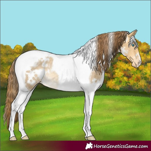 Horse Color:White Spotted Sable Cream Champagne Dun Tobiano Blanket Rabicano