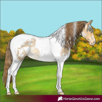 Horse Color:White Spotted Sable Cream Champagne Dun Tobiano Blanket Rabicano