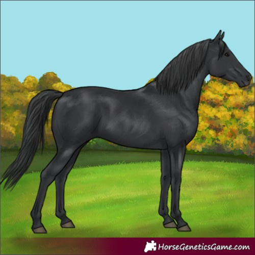 Horse Color:Black 