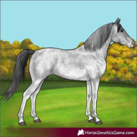 Horse Color:White Spotted Blue Roan Rabicano  and White Spotted Blue Roan Rabicano 