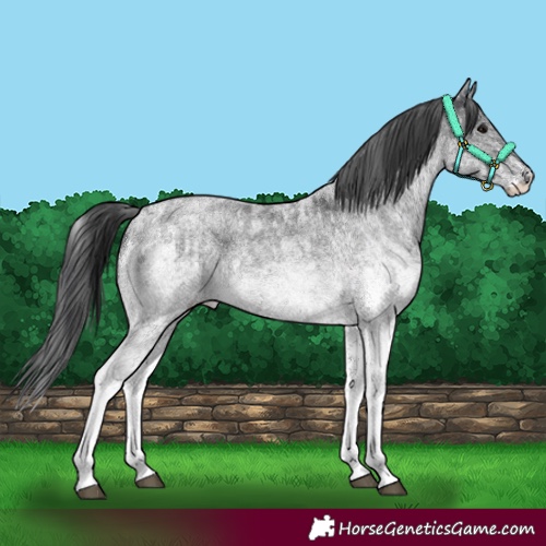 Horse Color:White Spotted Blue Roan Rabicano  and White Spotted Blue Roan Rabicano 