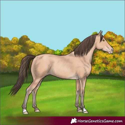Horse Color:Amber Champagne 