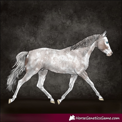 Horse Color:White Spotted Silver Blue Roan Splash Rabicano 