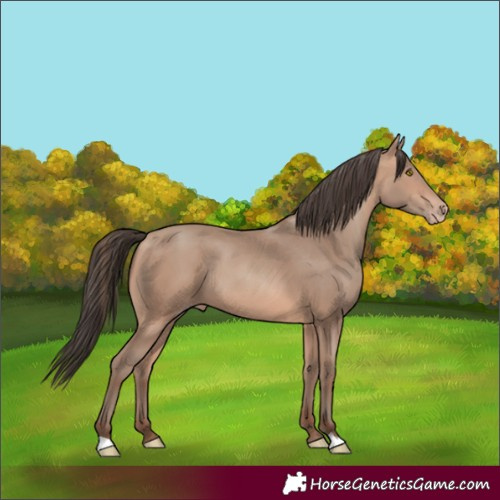 Horse Color:Amber Champagne 