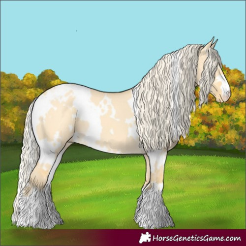 Horse Color:White Spotted Gold Cream Champagne Dun Appaloosa 