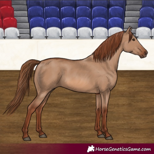 Horse Color:Red Dun 