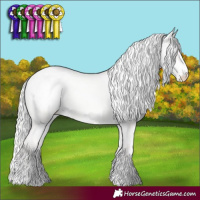 Horse Color:Cremello Dun Appaloosa 