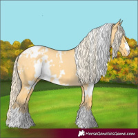 Horse Color:White Spotted Gold Cream Champagne Dun Appaloosa