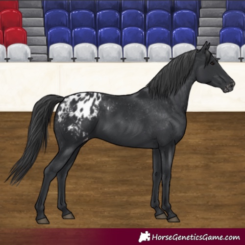 Horse Color:Black Appaloosa 