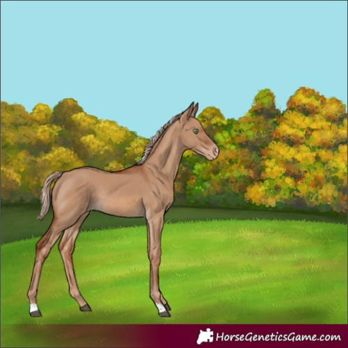 Horse Color:Red Dun Appaloosa Rabicano 