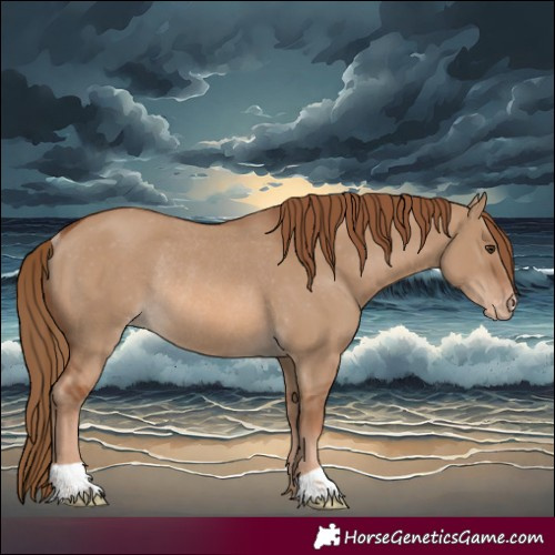 Horse Color:Red Dun Appaloosa Rabicano