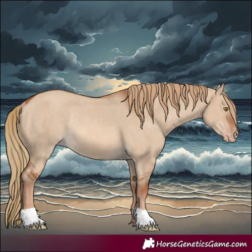 Horse Color:Red Dun Appaloosa Rabicano 
