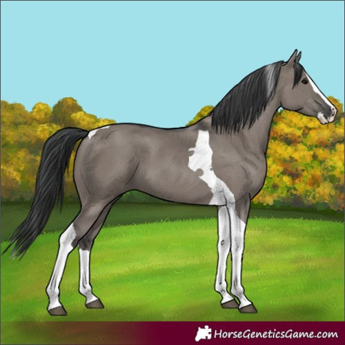 Horse Color:Grullo Splash Tobiano 